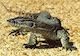 Monitor lizard - ak.a. goanna